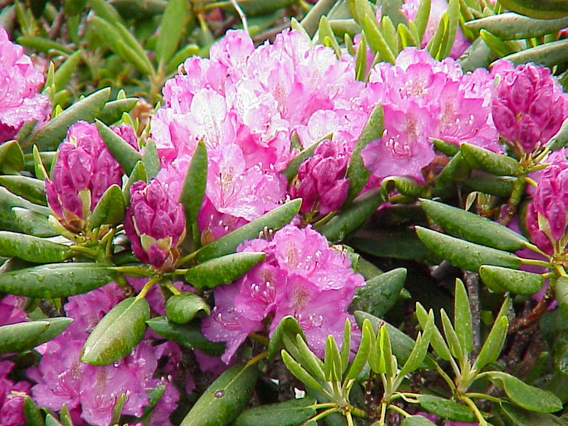 Catawba Rosebay photo 5