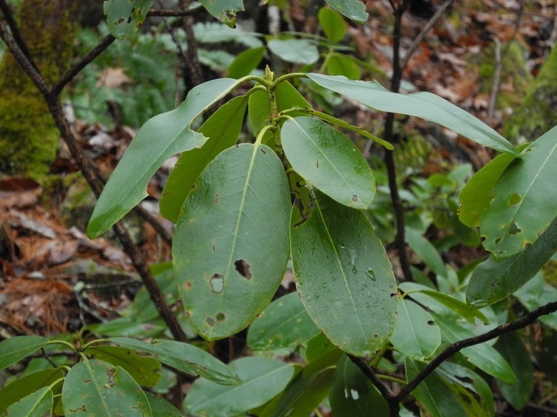 Catawba Rosebay photo 6