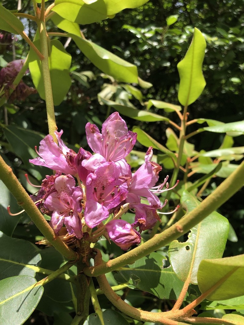 Catawba Rosebay photo 7