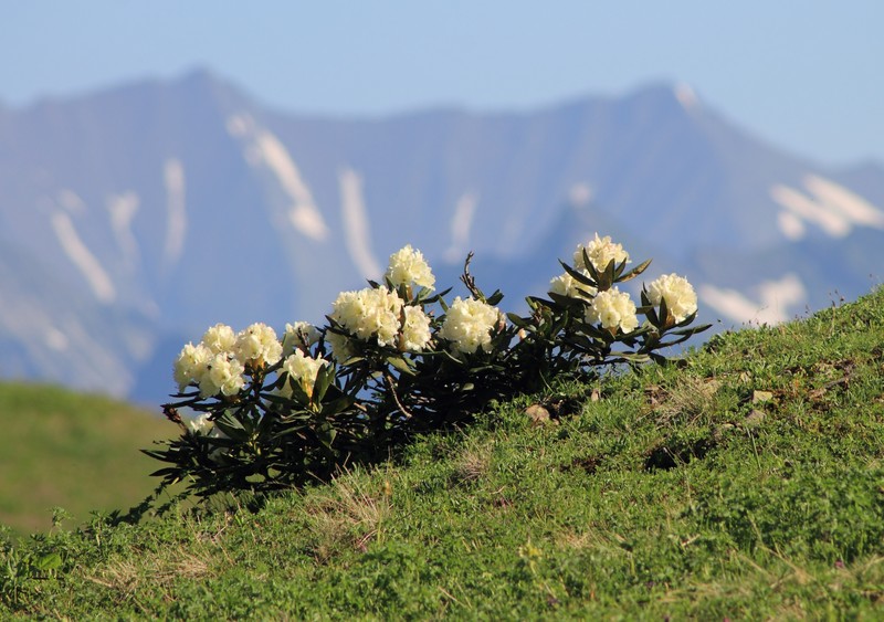 Rhododendron caucasicum