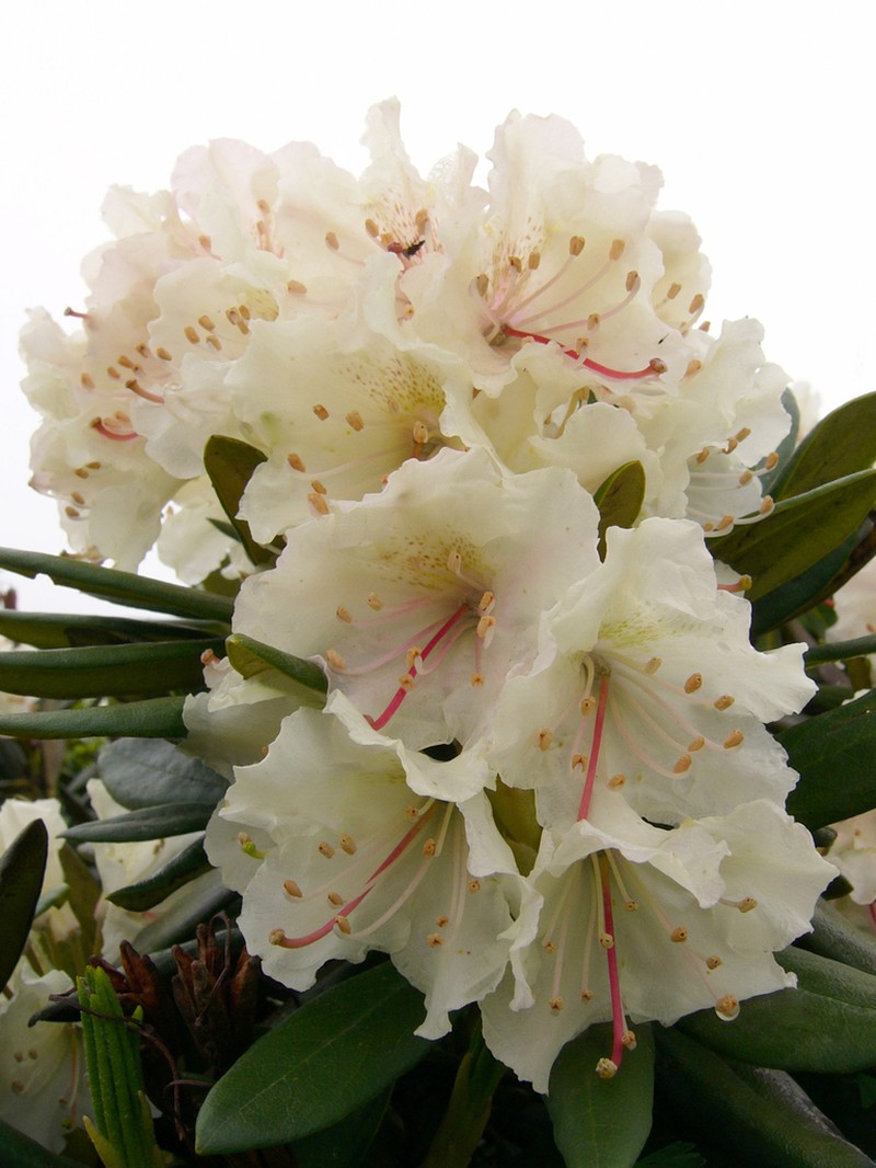 Rhododendron caucasicum photo 4