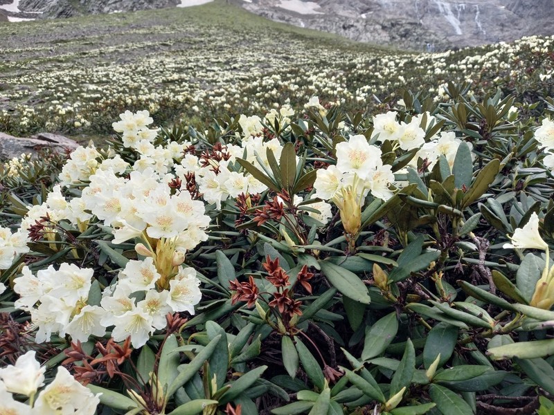 Rhododendron caucasicum photo 5