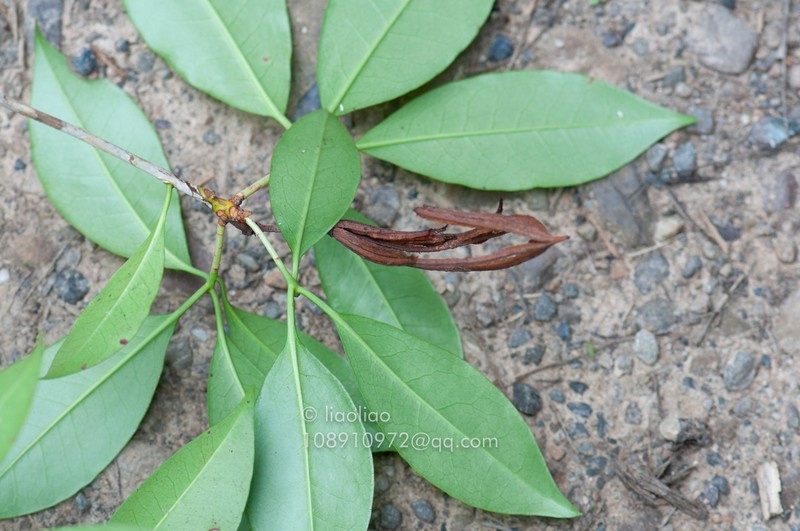 Rhododendron cavaleriei