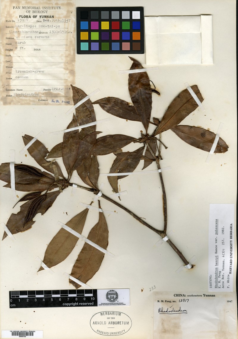 Rhododendron cavaleriei photo 2