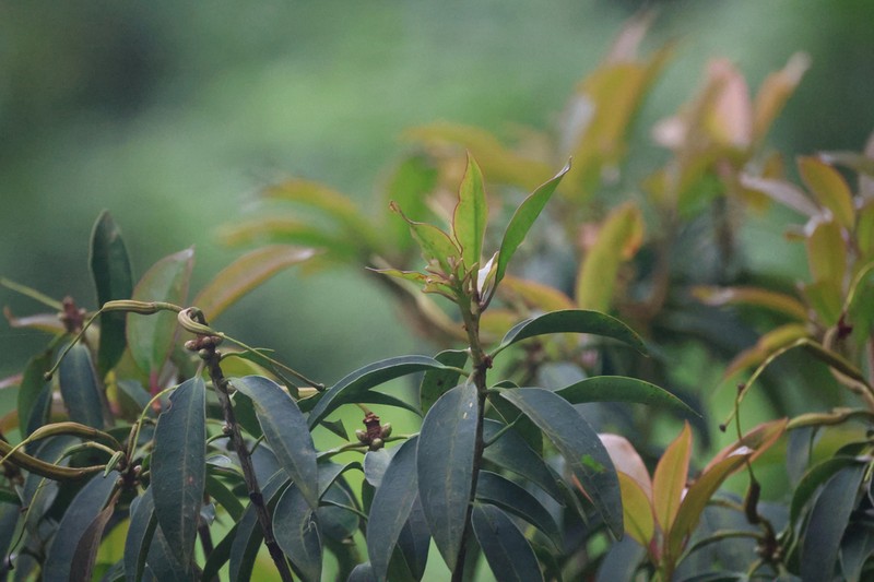 Rhododendron cavaleriei photo 3