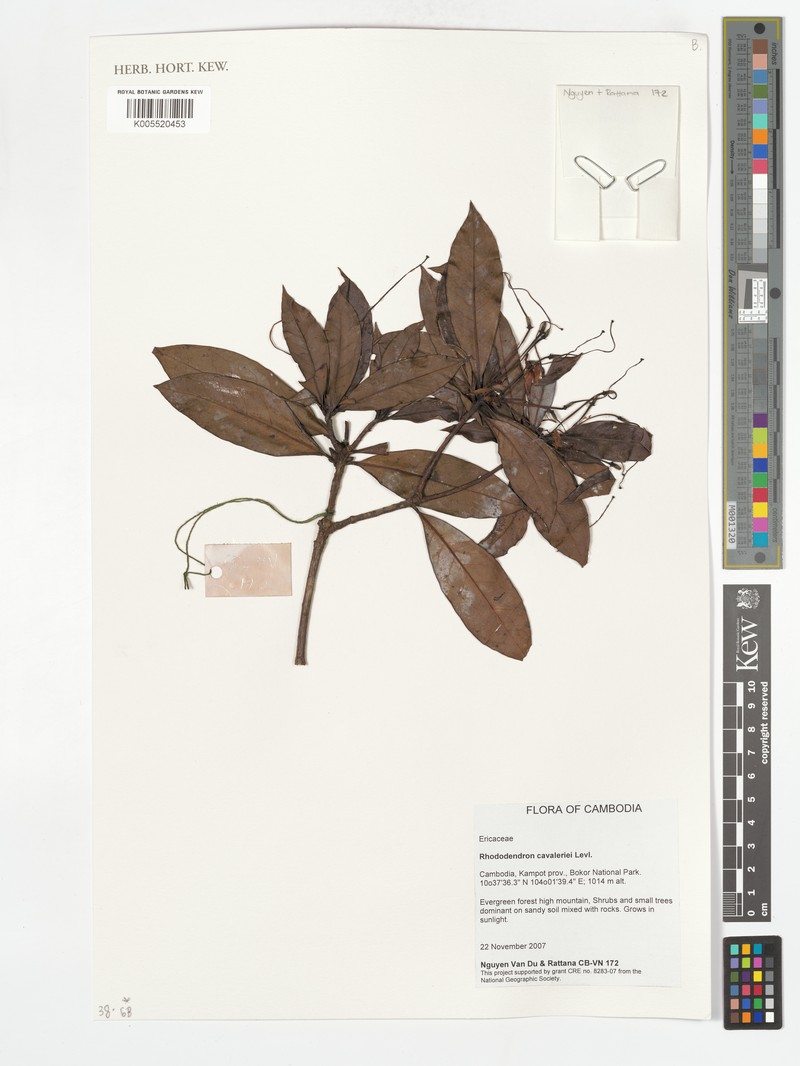 Rhododendron cavaleriei photo 4