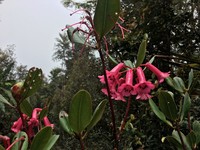 Rhododendron celebicum