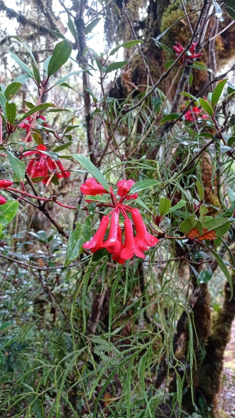 Rhododendron celebicum photo 3