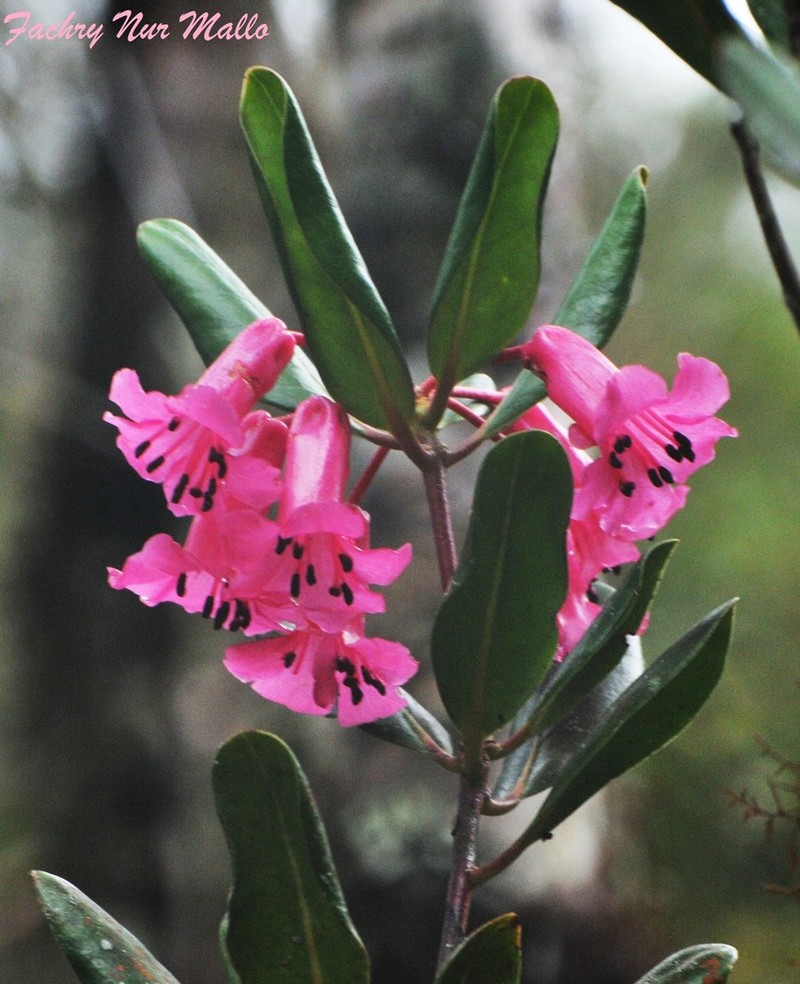 Rhododendron celebicum photo 4