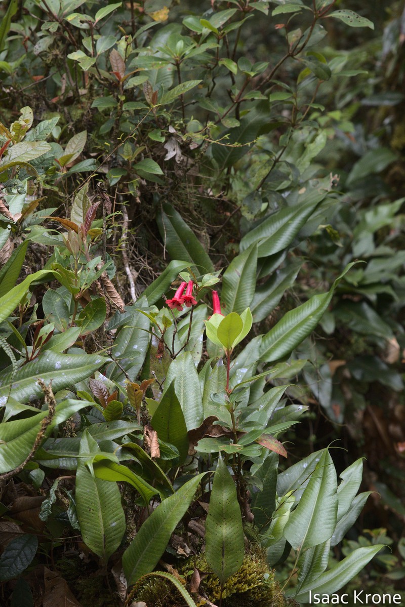 Rhododendron celebicum photo 5