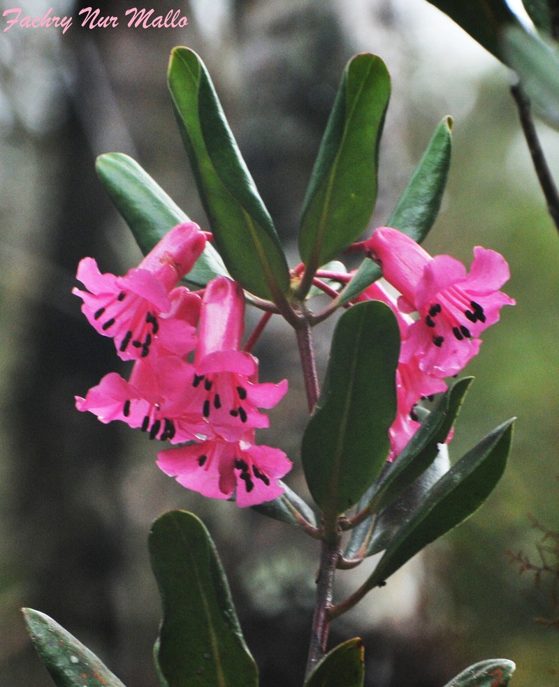 Rhododendron celebicum photo 6