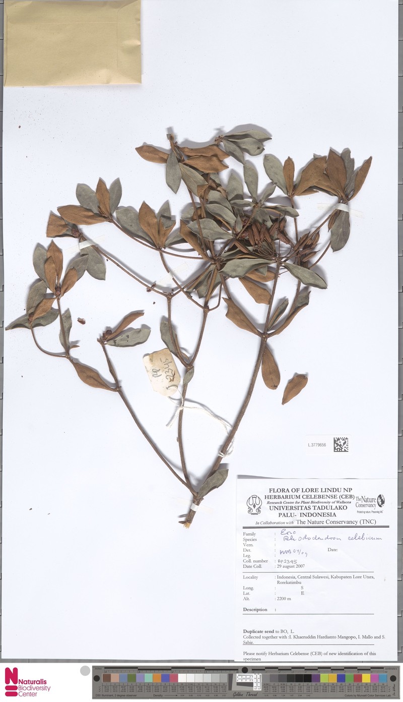 Rhododendron celebicum photo 7