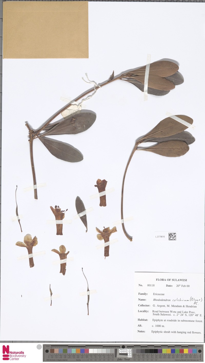 Rhododendron celebicum photo 8