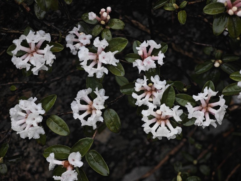 Rhododendron cephalanthum photo 2