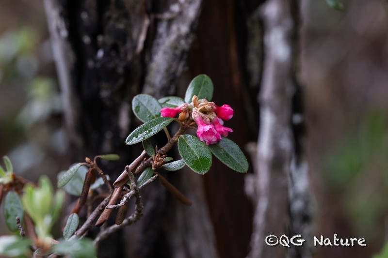 Rhododendron cephalanthum photo 3