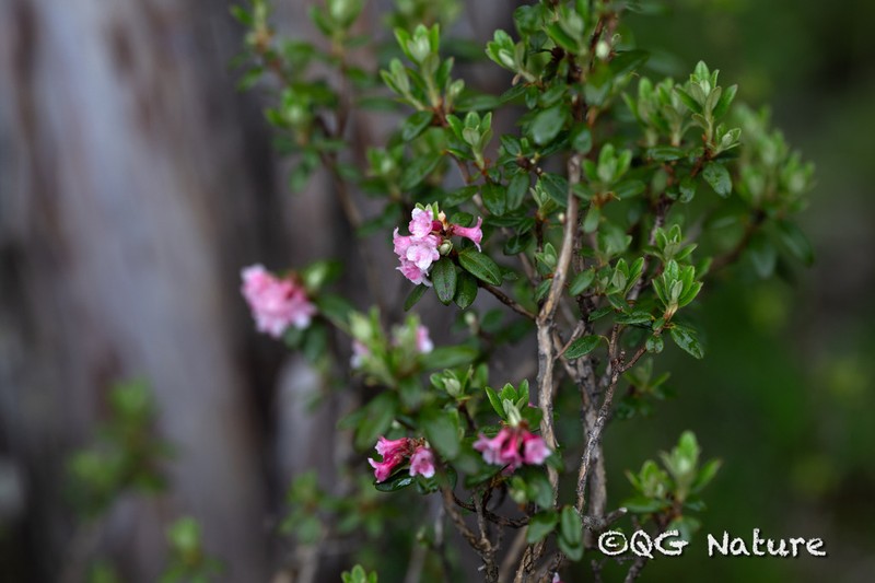 Rhododendron cephalanthum photo 4