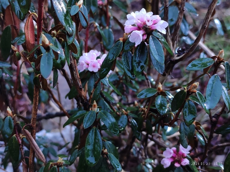 Rhododendron cephalanthum photo 5