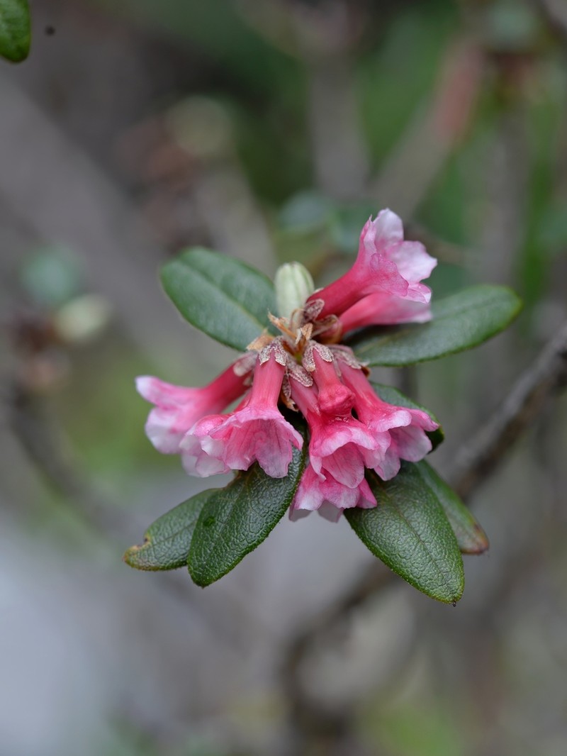 Rhododendron cephalanthum photo 6