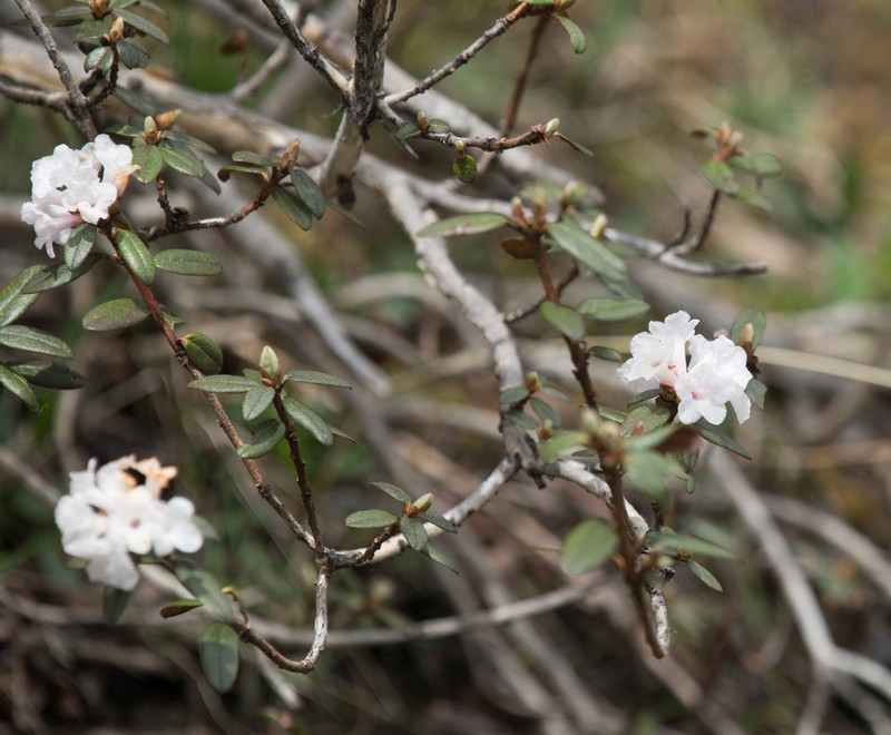 Rhododendron cephalanthum photo 7