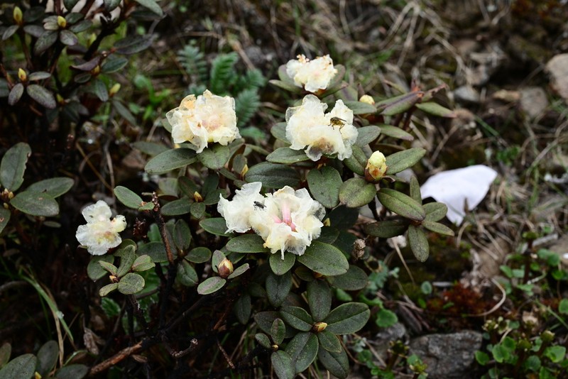 Rhododendron cephalanthum photo 8