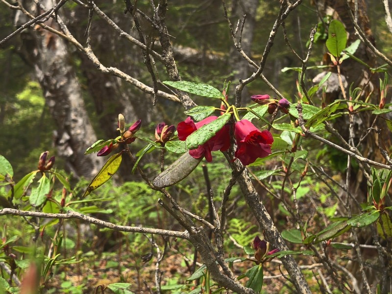 Rhododendron cerasinum photo 2