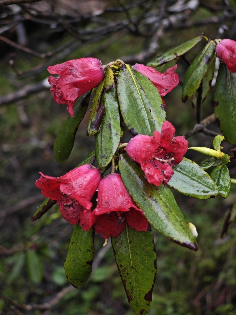 Rhododendron cerasinum photo 3