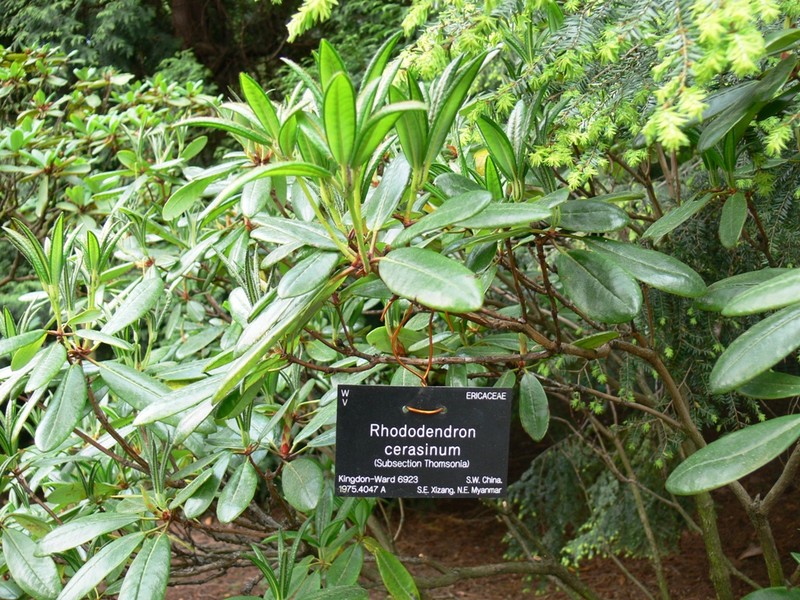 Rhododendron cerasinum