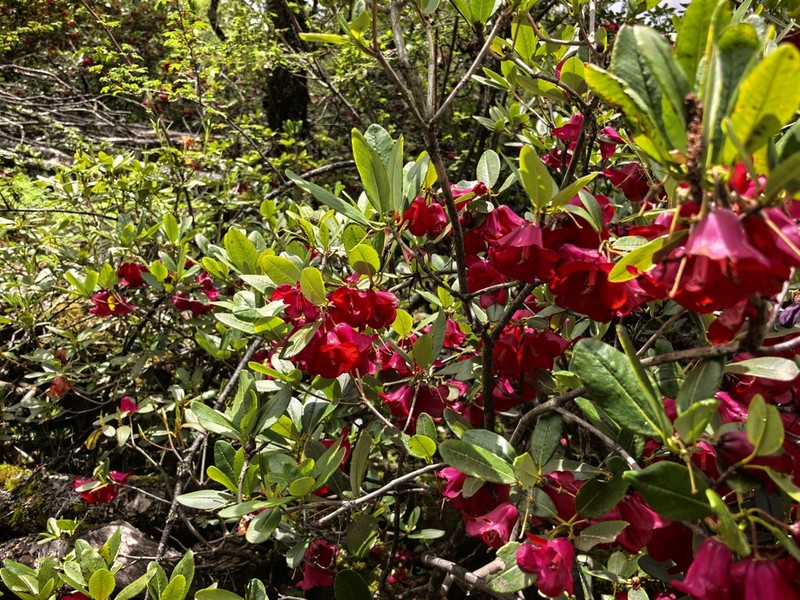 Rhododendron cerasinum photo 5