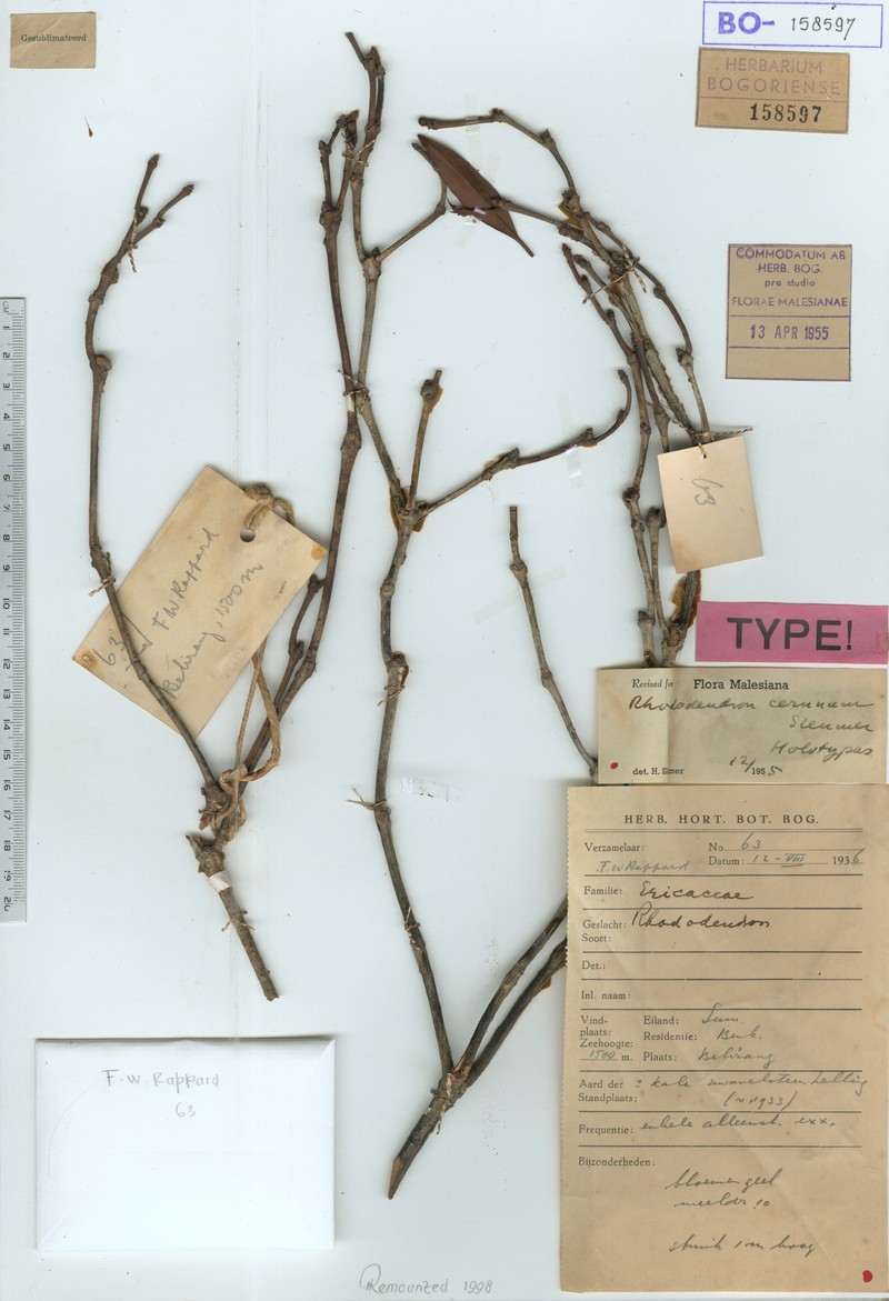 Rhododendron cernuum