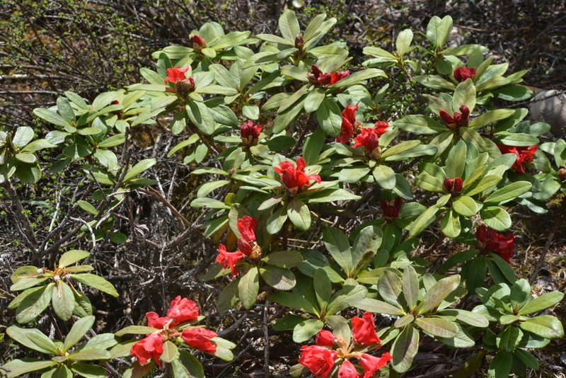 Rhododendron chamaethomsonii