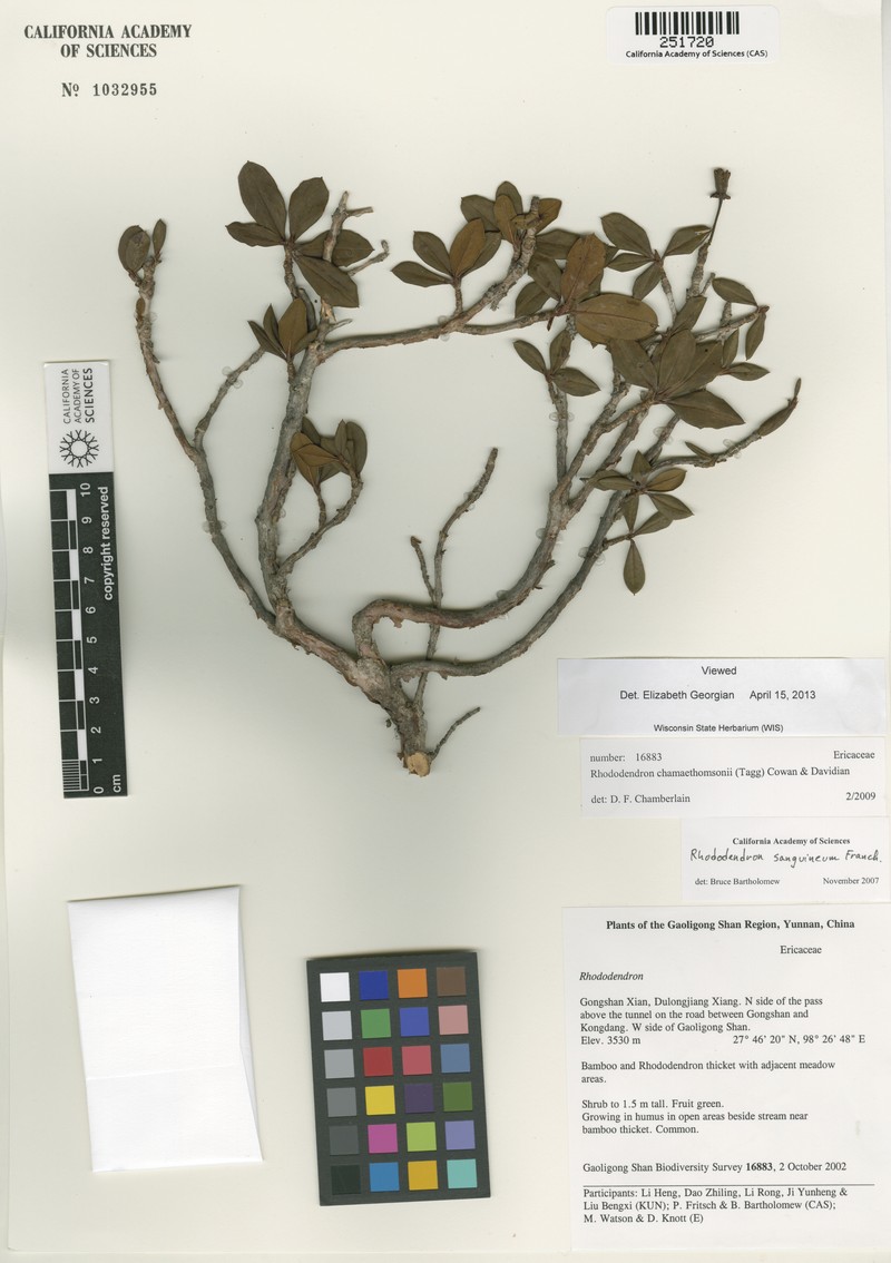 Rhododendron chamaethomsonii photo 2