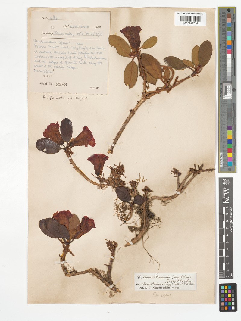 Rhododendron chamaethomsonii var. chamaethauma