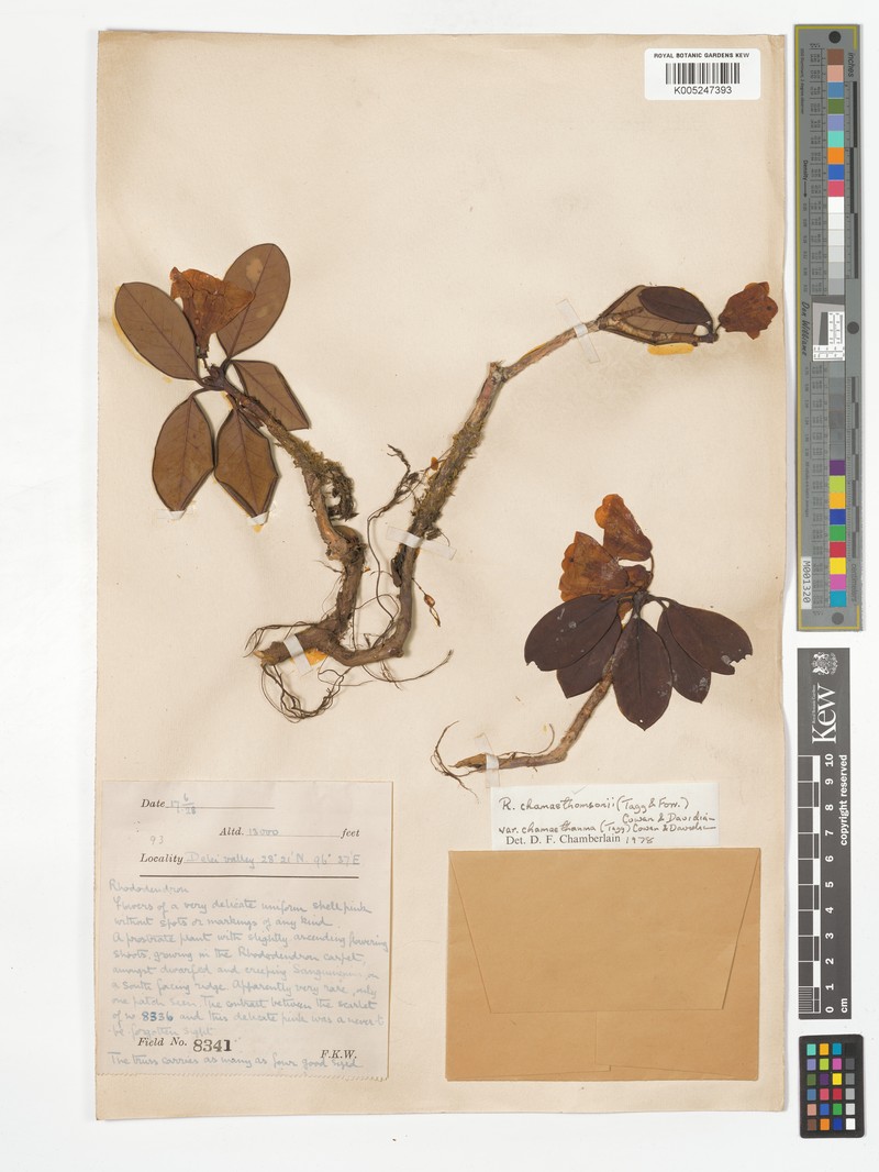 Rhododendron chamaethomsonii var. chamaethauma photo 2