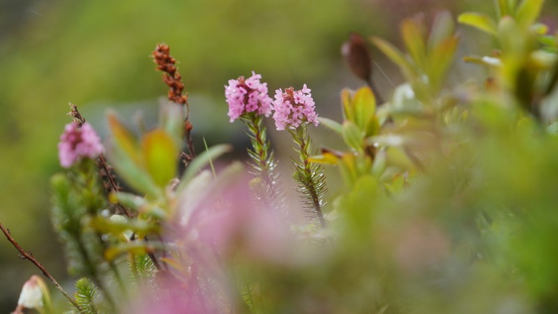 Rhododendron chamberlainii photo 5