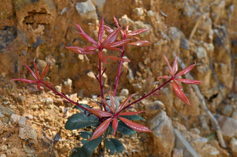 Rhododendron championiae