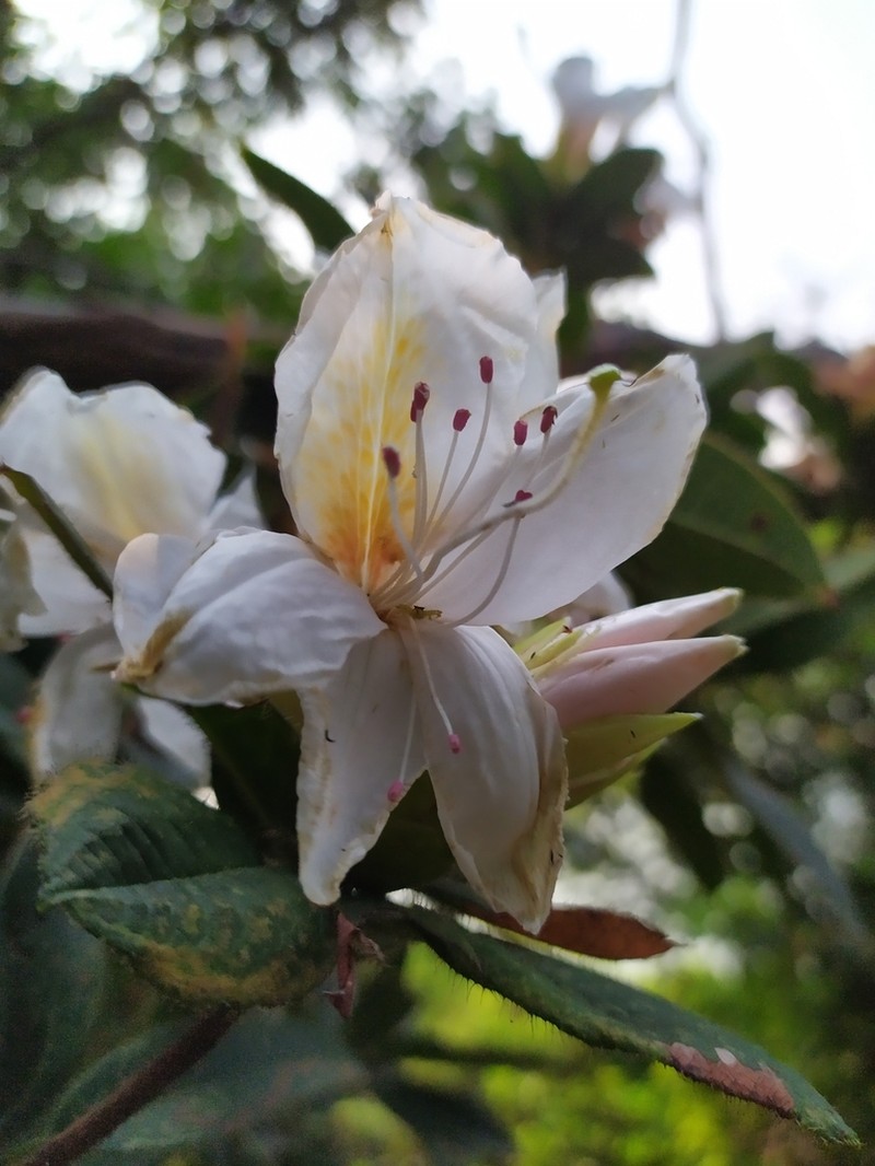 Rhododendron championiae photo 2
