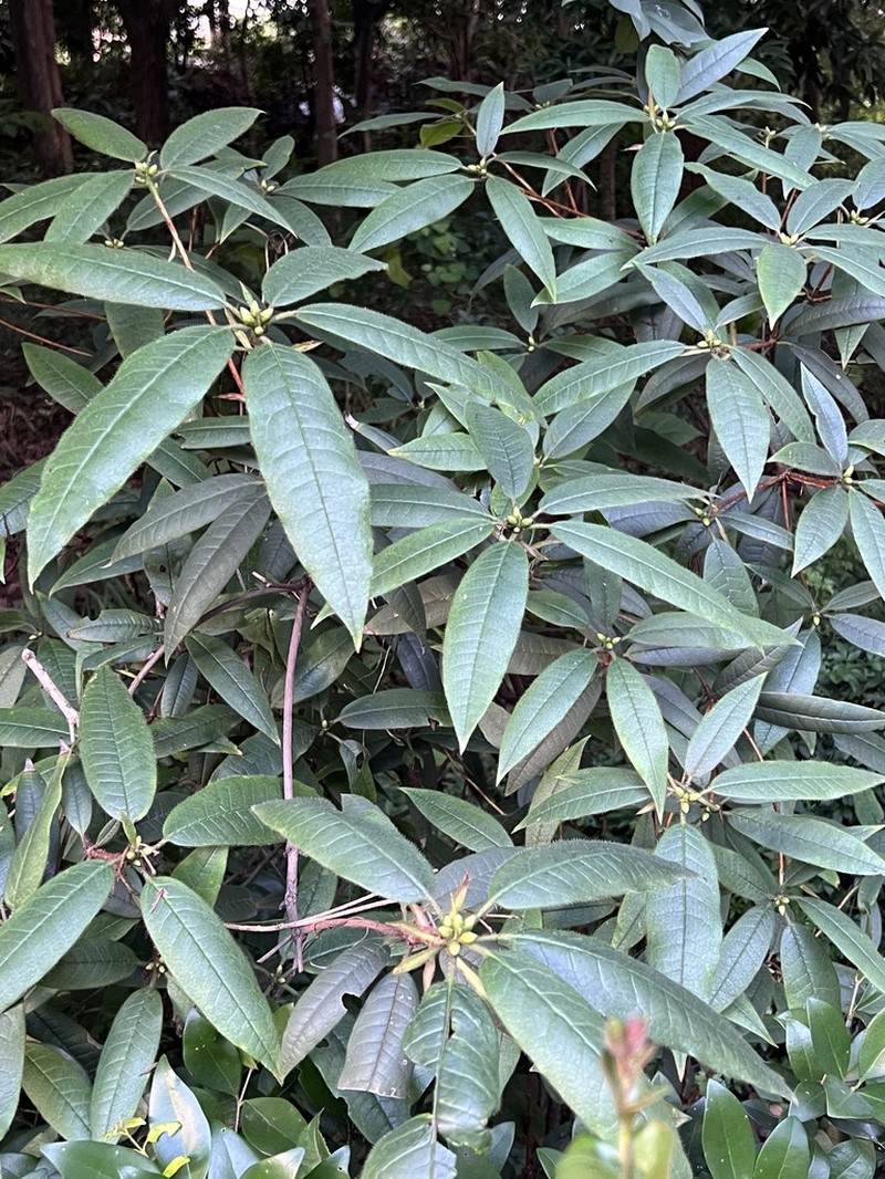 Rhododendron championiae photo 3
