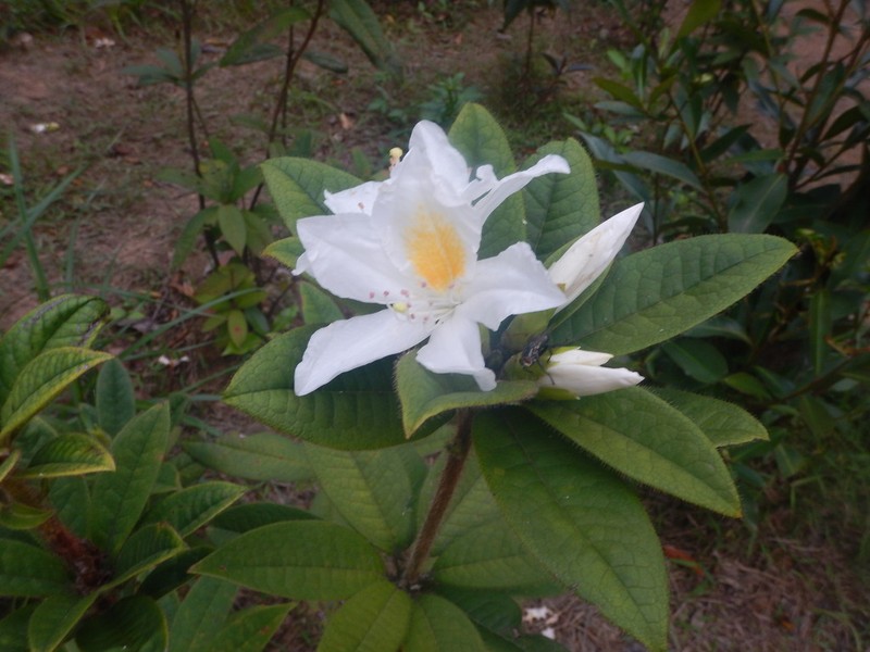 Rhododendron championiae photo 4