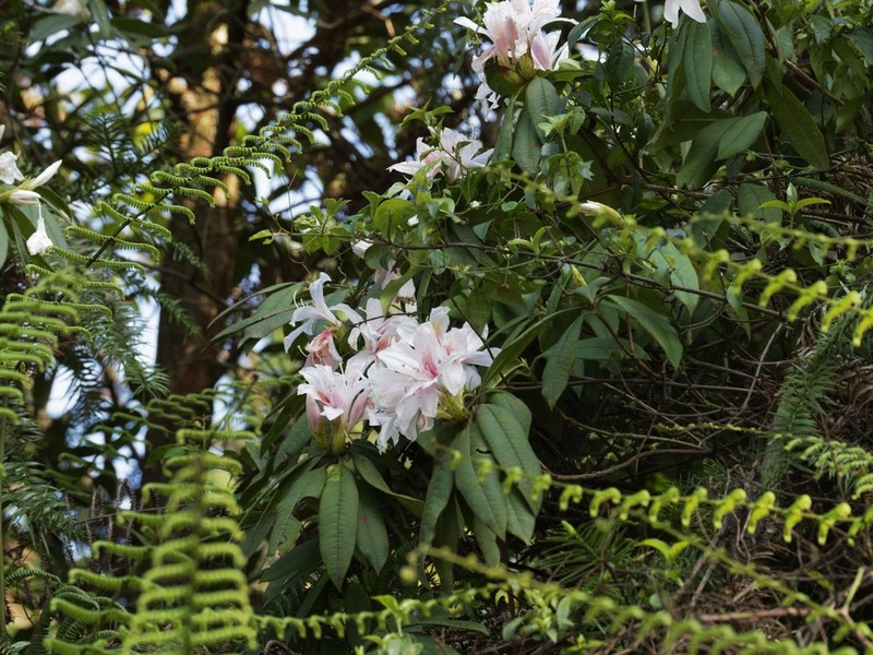 Rhododendron championiae photo 5