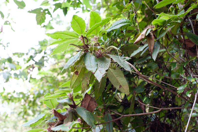 Rhododendron championiae photo 6