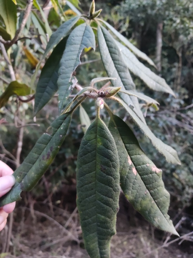 Rhododendron championiae photo 7