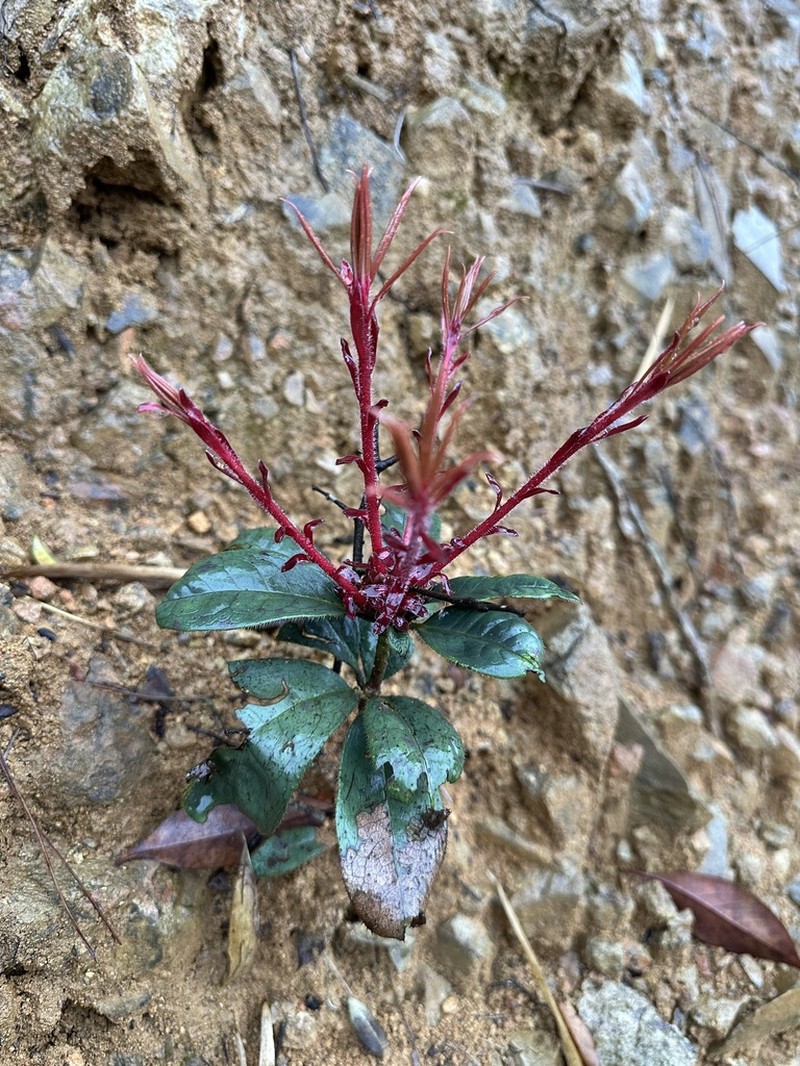 Rhododendron championiae photo 8