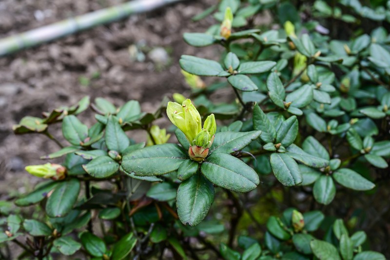 Rhododendron changii
