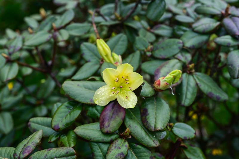 Rhododendron changii photo 2