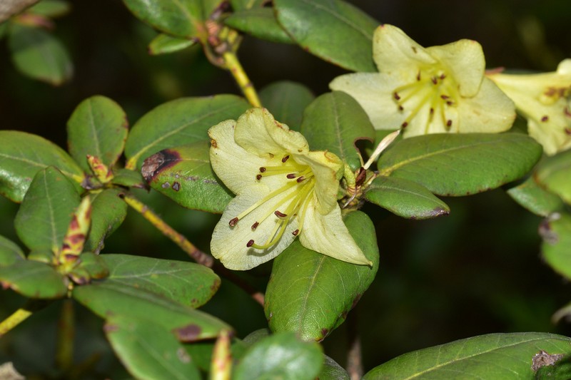 Rhododendron changii photo 3