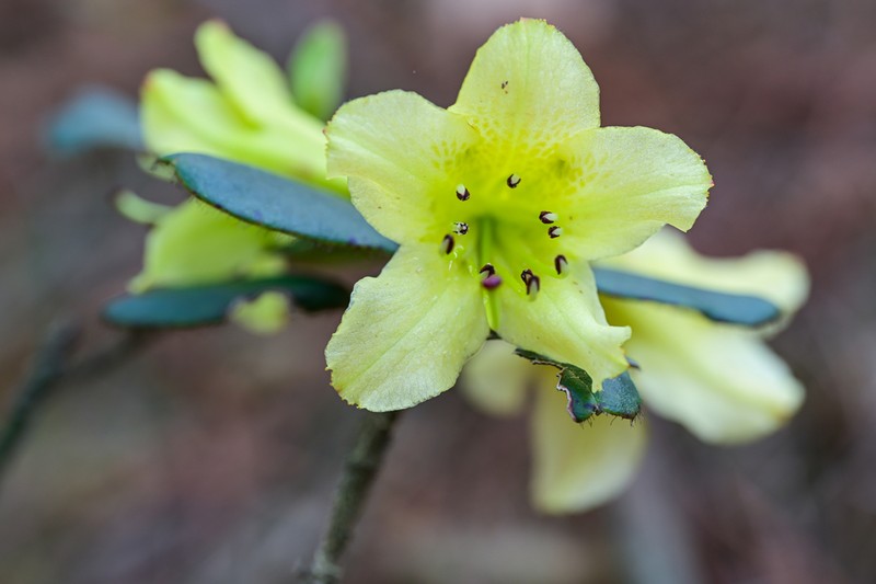 Rhododendron changii photo 4