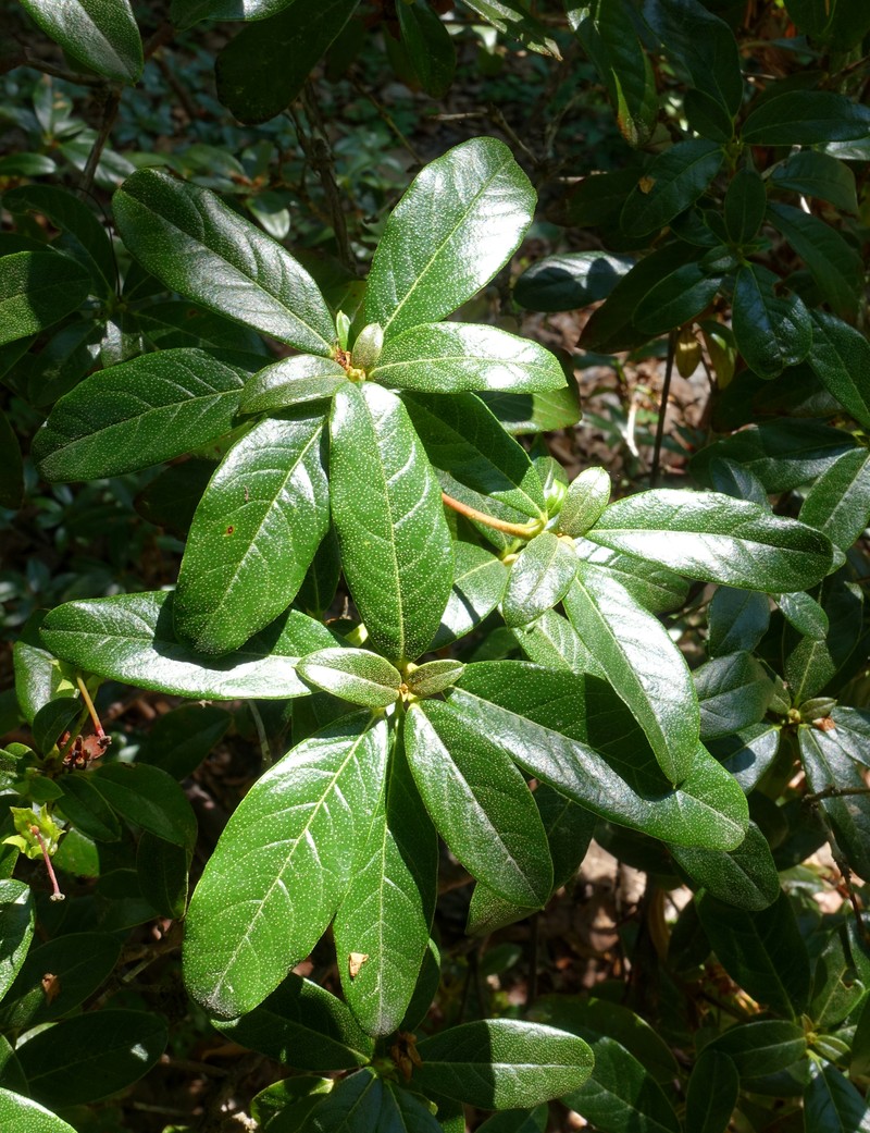 Rhododendron charitopes