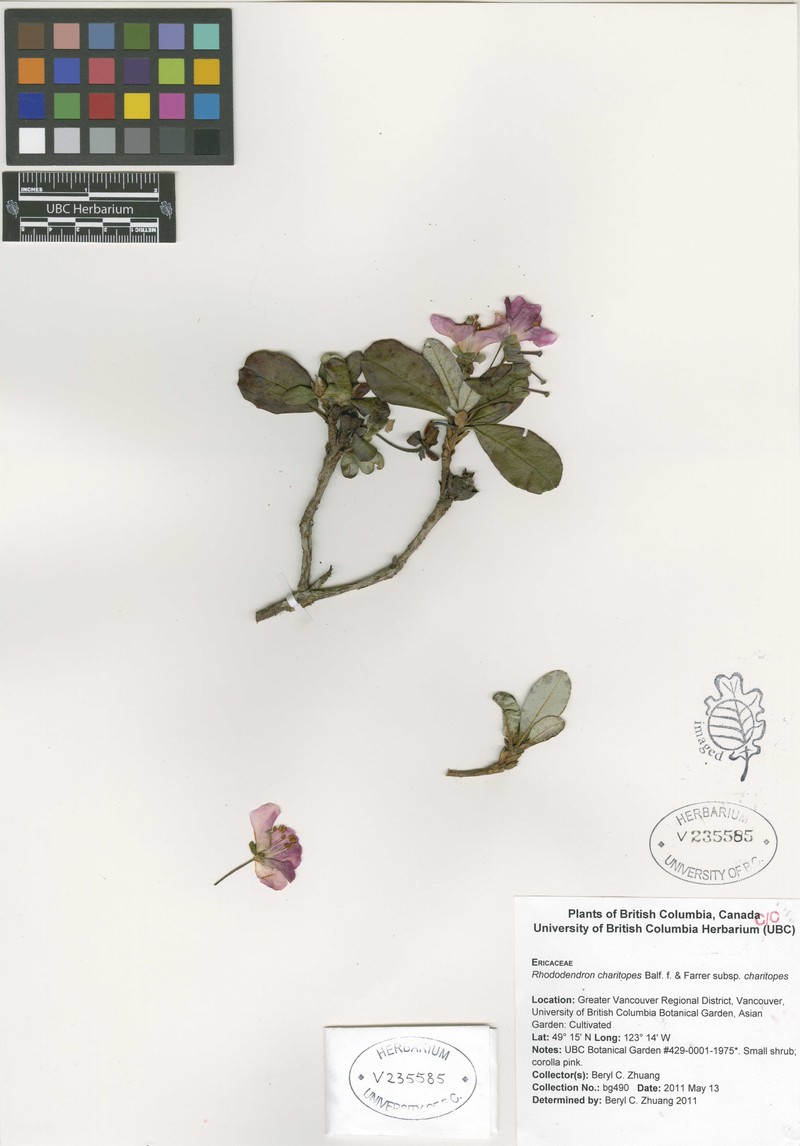 Rhododendron charitopes photo 2