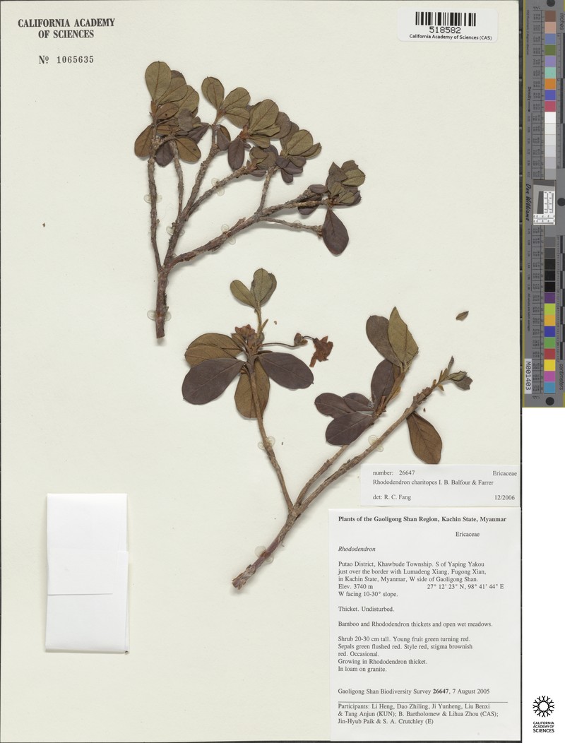 Rhododendron charitopes photo 3