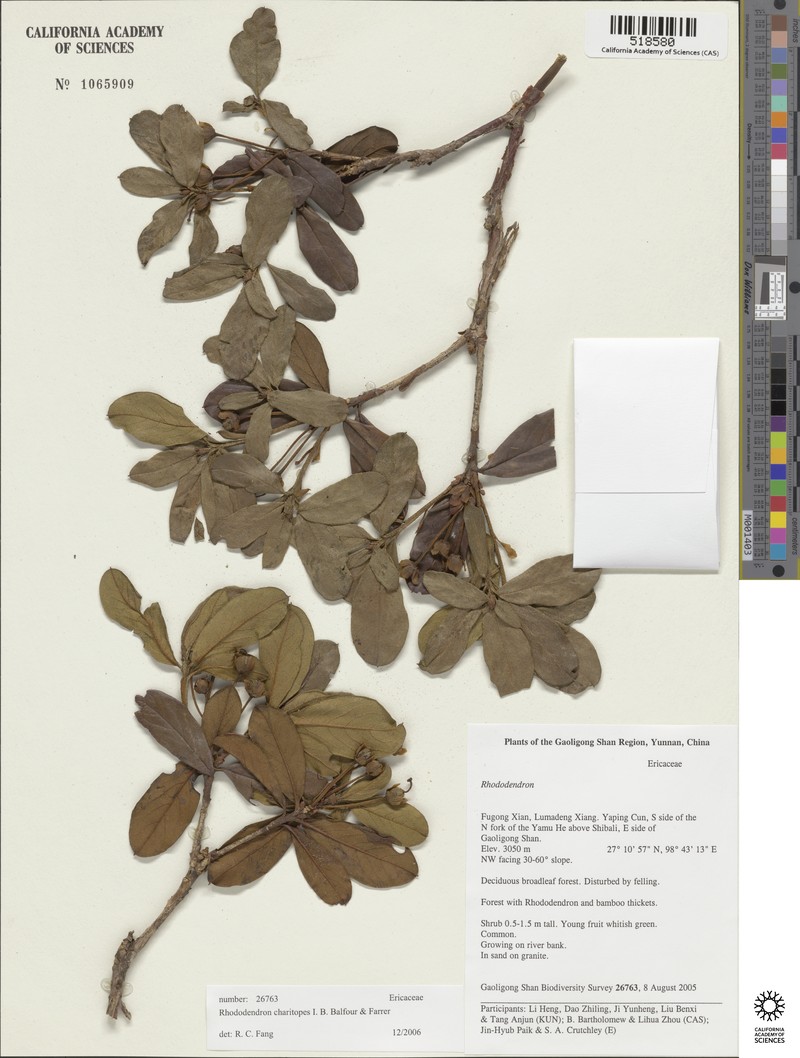 Rhododendron charitopes photo 4